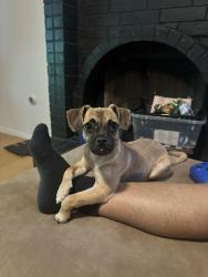 Lost Female Dog last seen Near Joe DiMaggio circle, El Paso, TX 79934
