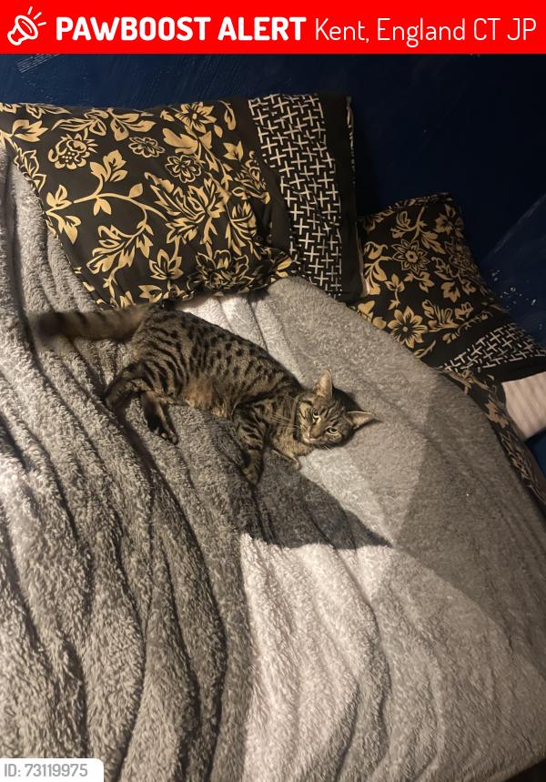 Lost Female Cat last seen Mannock hse, Kent, England CT1 1JP