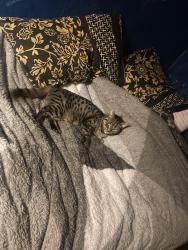 Lost Female Cat last seen Mannock hse, Kent, England CT1 1JP