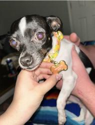 Lost Female Dog last seen 51st & Redbud Dr, Sand Springs, OK 74063