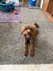 Reunited Male Dog last seen Logger trail, Temecula, CA 92592