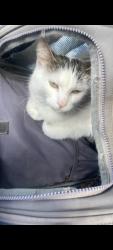 Lost Female Cat last seen Metrotown mall Maywood park, Burnaby, BC 