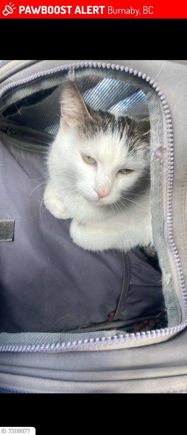 Lost Female Cat last seen Metrotown mall Maywood park, Burnaby, BC 