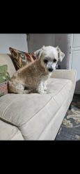 Lost Male Dog last seen Range Road off of 27 hwy between Coats and Benson, Harnett County, NC 27521