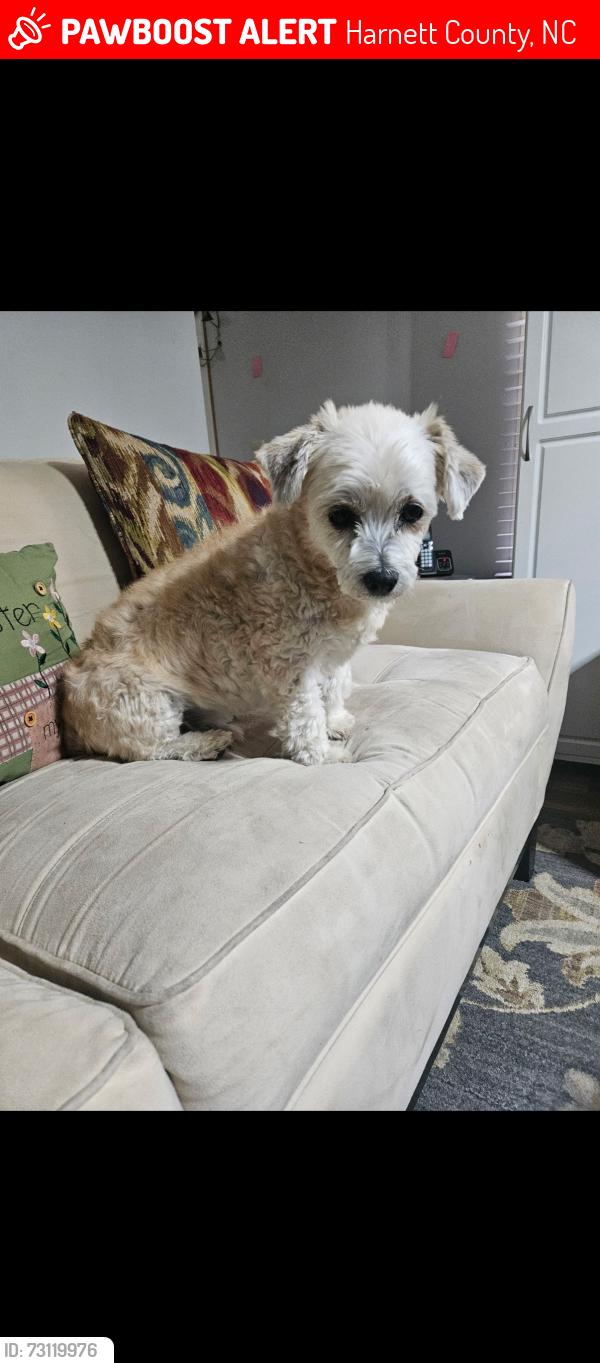 Lost Male Dog last seen Range Road off of 27 hwy between Coats and Benson, Harnett County, NC 27521