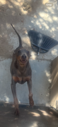 Lost Male Dog last seen Janine, Adelanto, CA 92301