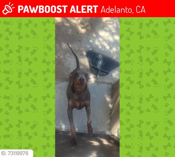 Lost Male Dog last seen Janine, Adelanto, CA 92301