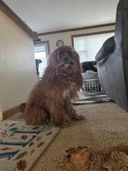 Reunited Male Dog last seen Burgoyne, Mountain View, CA 94043