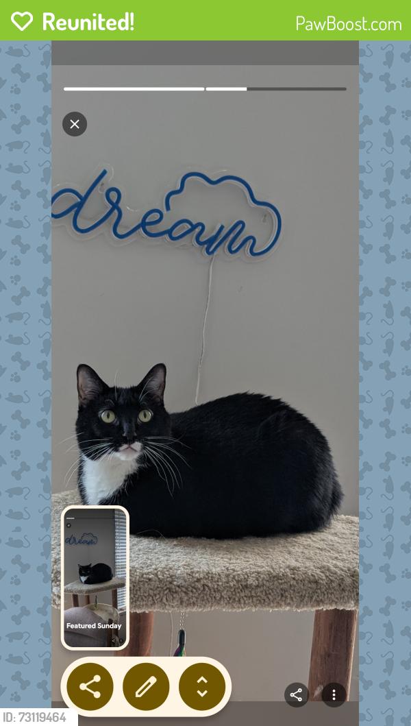 Reunited Female Cat last seen Greenway crossing, Plymouth, MN 55446