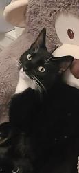 Lost Male Cat last seen 15b and 55st, Delta, BC V4M 2G8