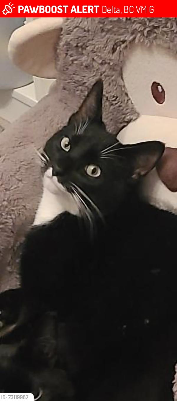 Lost Male Cat last seen 15b and 55st, Delta, BC V4M 2G8
