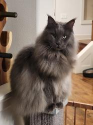 Reunited Male Cat last seen Robinwood Park, West Linn, OR 97068
