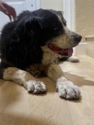 Reunited Female Dog last seen Boulder Highway, Stephanie, Longhorn Casino, Boulder Station, Las Vegas, NV 89122