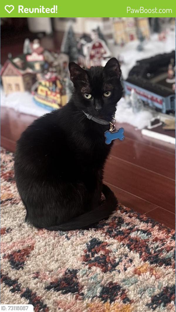 Reunited Male Cat last seen Alber Ave, Parma, OH 44129, USA, Parma, OH 44129