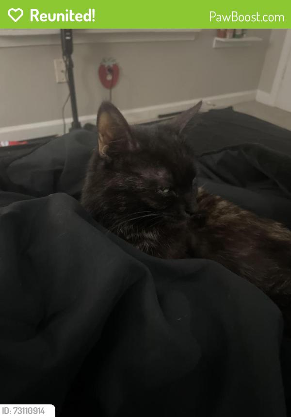 Reunited Female Cat last seen Near fairfax road apmt E!, Greensboro, NC 27407