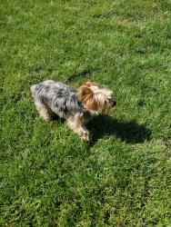 Lost Male Dog last seen Valley Forge, Elizabethton, TN 37643