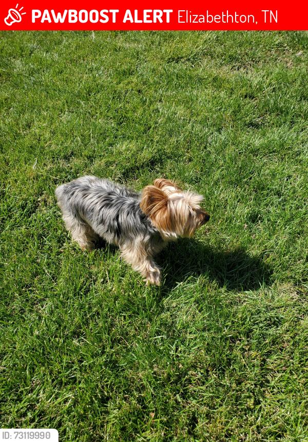 Lost Male Dog last seen Valley Forge, Elizabethton, TN 37643