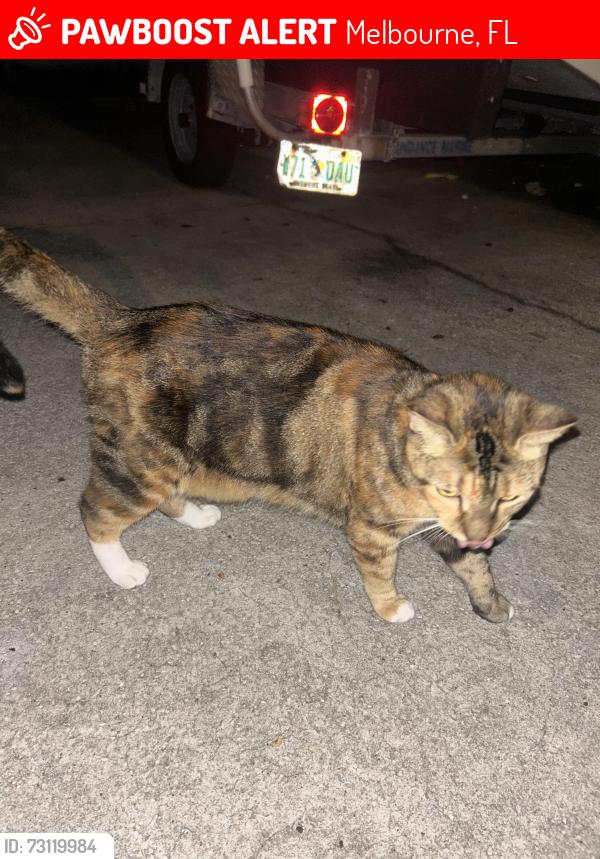 Lost Female Cat last seen We live near Ballard park in Melbourne FL, Melbourne, FL 32935