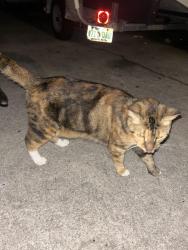 Lost Female Cat last seen We live near Ballard park in Melbourne FL, Melbourne, FL 32935