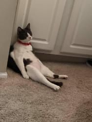 Lost Male Cat last seen Pioneer rd, La Porte, IN 46350