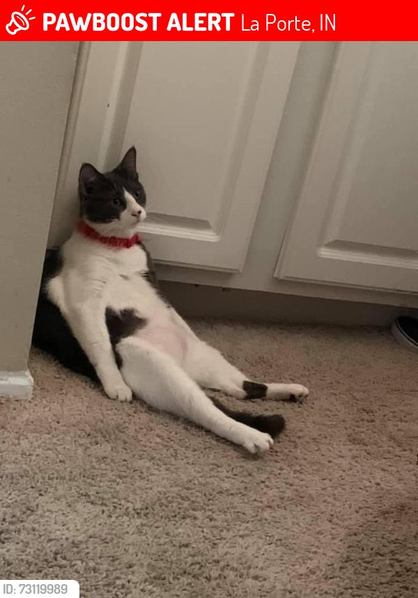 Lost Male Cat last seen Pioneer rd, La Porte, IN 46350