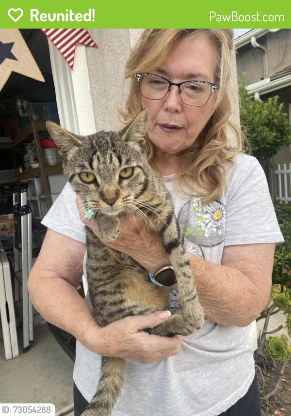 Reunited Female Cat last seen palmera dr, Oceanside, CA 92056