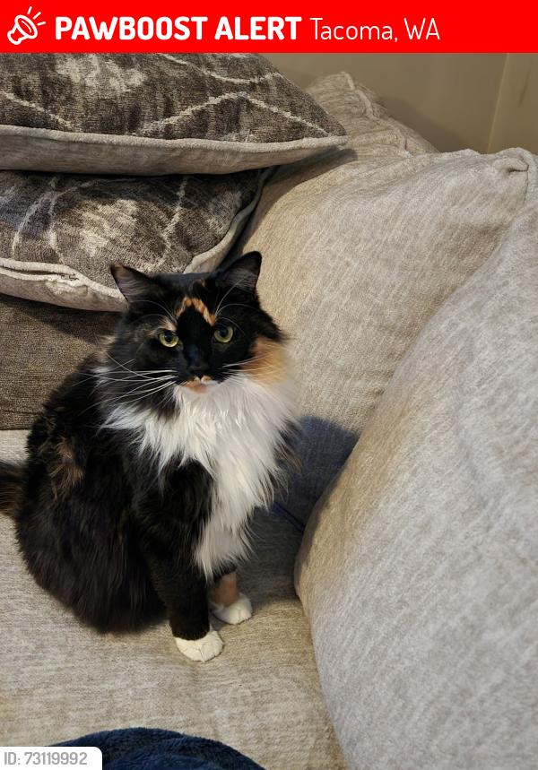 Lost Female Cat last seen 54th & cedar, Tacoma, WA 98409