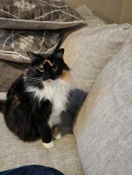 Lost Female Cat last seen 54th & cedar, Tacoma, WA 98409