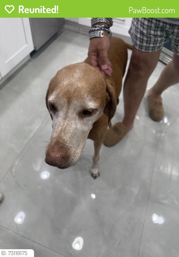 Reunited Unknown Dog last seen Near block Third Street, Redington Beach, FL 33708