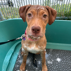 Shelter Stray Female Dog last seen , 3612 11th Ave, Los Angeles, CA 90018, USA