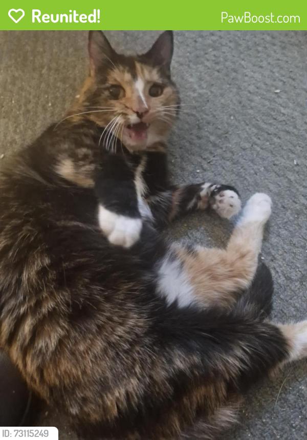 Reunited Female Cat last seen Stockport, Heaton Norris, England 