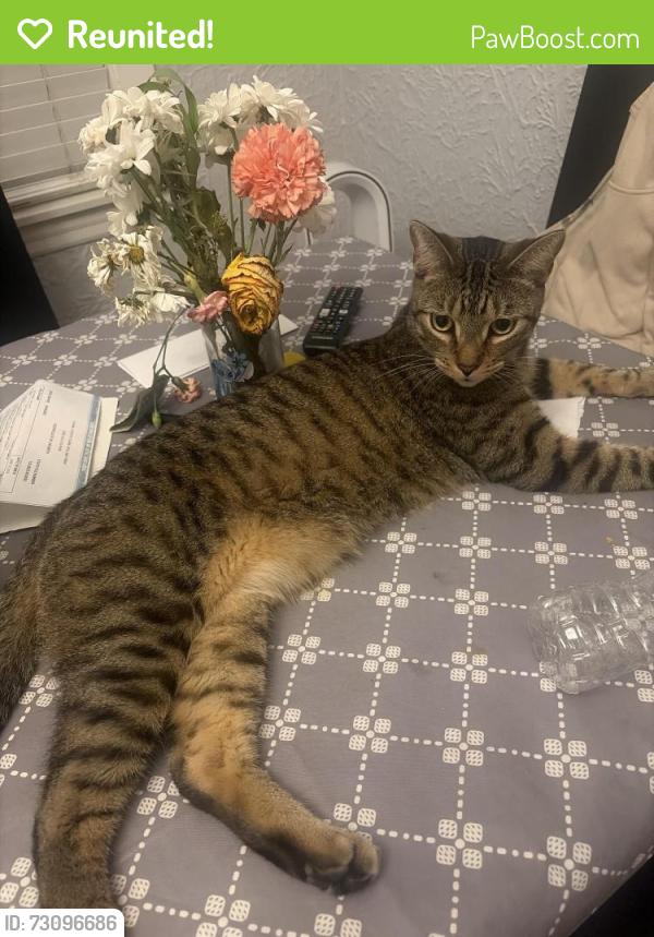 Reunited Male Cat last seen Brickyard , Chicago, IL 60641