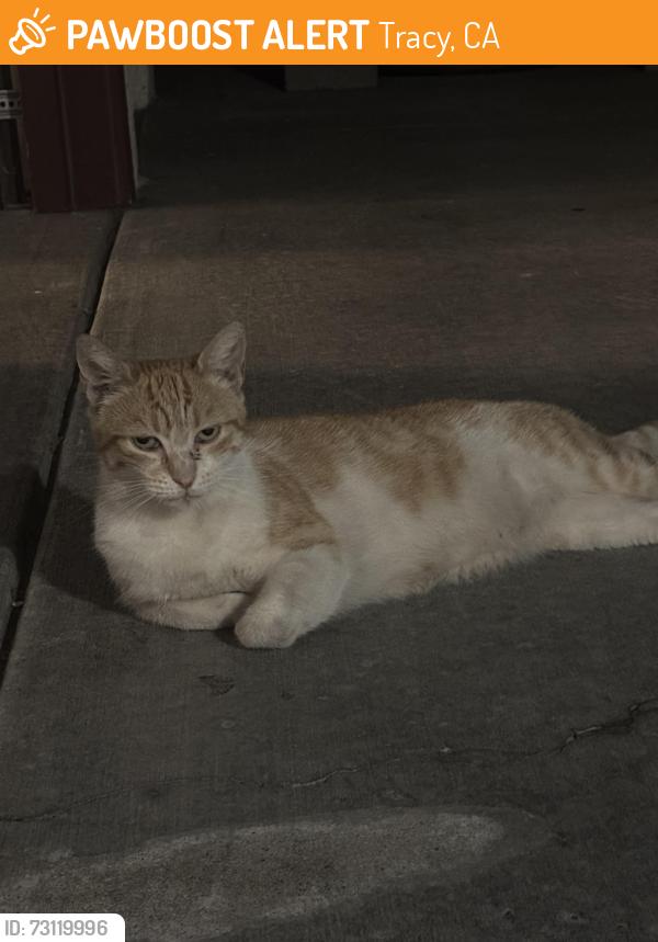 Found/Stray Female Cat last seen Holly, Tracy, CA 95376