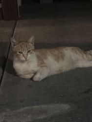 Found/Stray Female Cat last seen Holly, Tracy, CA 95376