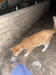 Found/Stray Unknown Cat last seen Rockford IL, Rockford, IL 61101
