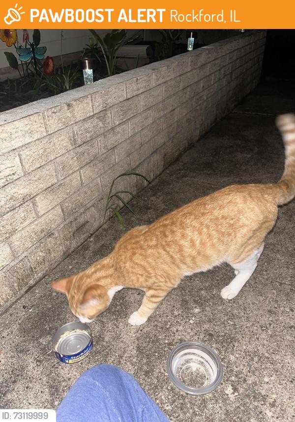 Found/Stray Unknown Cat last seen Rockford IL, Rockford, IL 61101