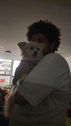 Reunited Female Dog last seen Avalon Park, Chicago, IL 60619