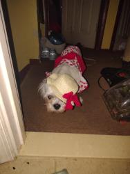 Lost Female Dog last seen Marion barry ave, Washington, DC 20020