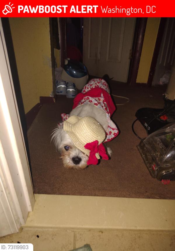 Lost Female Dog last seen Marion barry ave, Washington, DC 20020