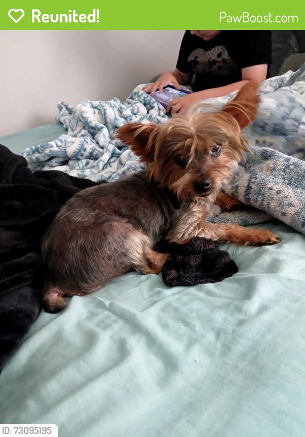Reunited Male Dog last seen 2nd street by The Heights church, Cleburne, TX 76031