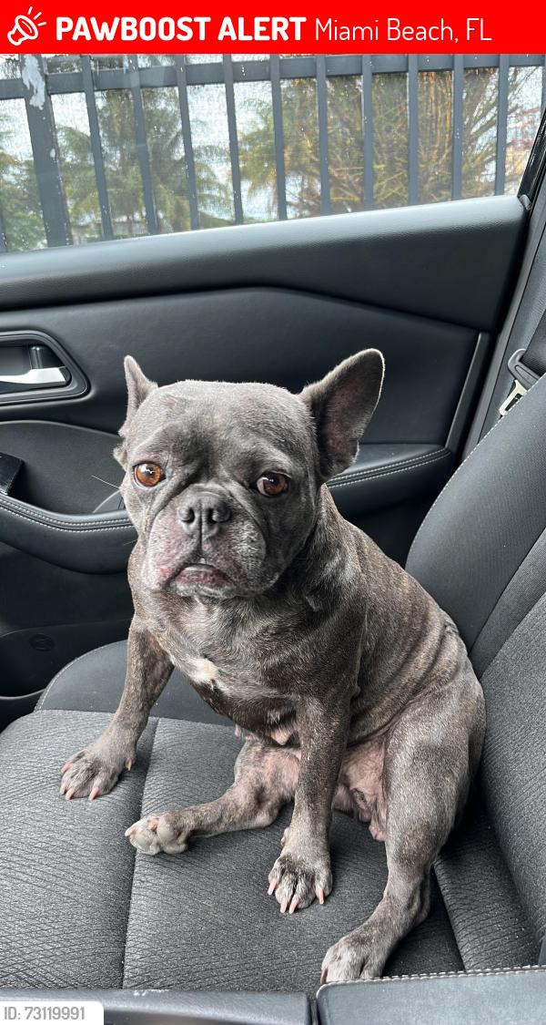 Lost Female Dog last seen Harding, Miami Beach, FL 33141