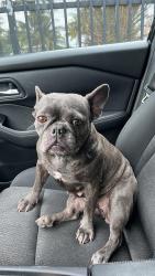 Lost Female Dog last seen Harding, Miami Beach, FL 33141
