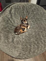 Reunited Male Dog last seen S grant st and e Cornell st, Englewood, CO 80113