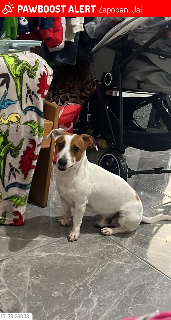 Lost Male Dog last seen avenida indigena calle ozomatli y negri, Zapopan, Jal. 