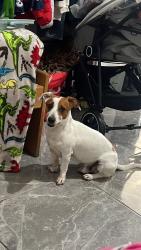 Lost Male Dog last seen avenida indigena calle ozomatli y negri, Zapopan, Jal. 