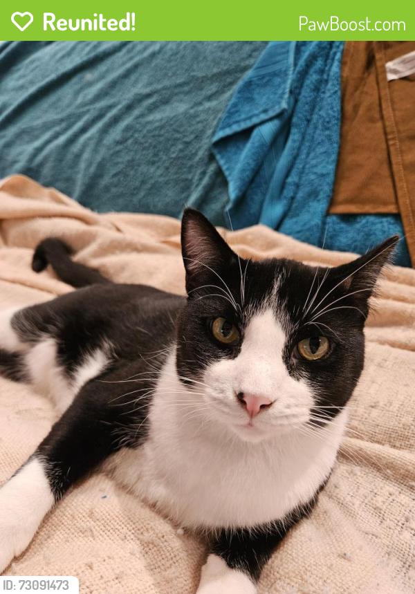 Reunited Male Cat last seen Upton Av. N. and 23rd St., Minneapolis, Minneapolis, MN 55411