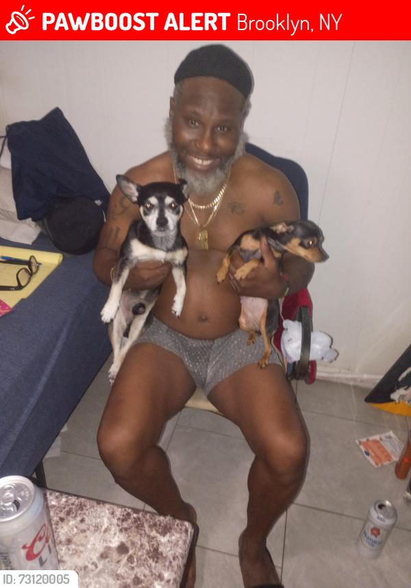 Lost Female Dog last seen Sutter ave, Brooklyn, NY 11207