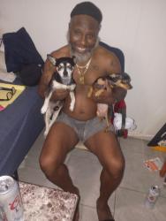 Lost Female Dog last seen Sutter ave, Brooklyn, NY 11207