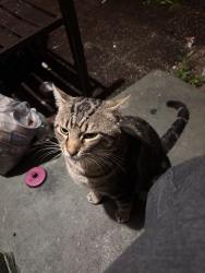 Reunited Male Cat last seen Andrews and 15th, Fort Lauderdale, FL 33311