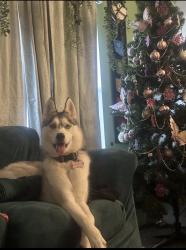 Reunited Female Dog last seen Near Wallace Ave, Kansas City, MO 64129, USA, Kansas City, MO 64129
